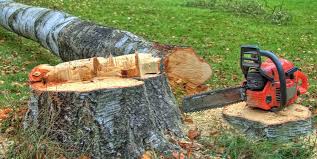 Trusted Nederland, CO Tree Services Experts