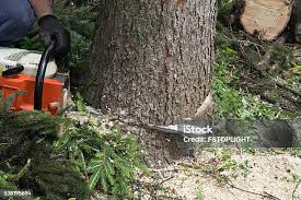 Lawn Pest Prevention in Nederland, CO