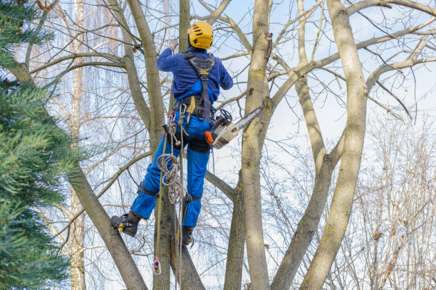 How Our Tree Care Process Works  in  Nederland, CO